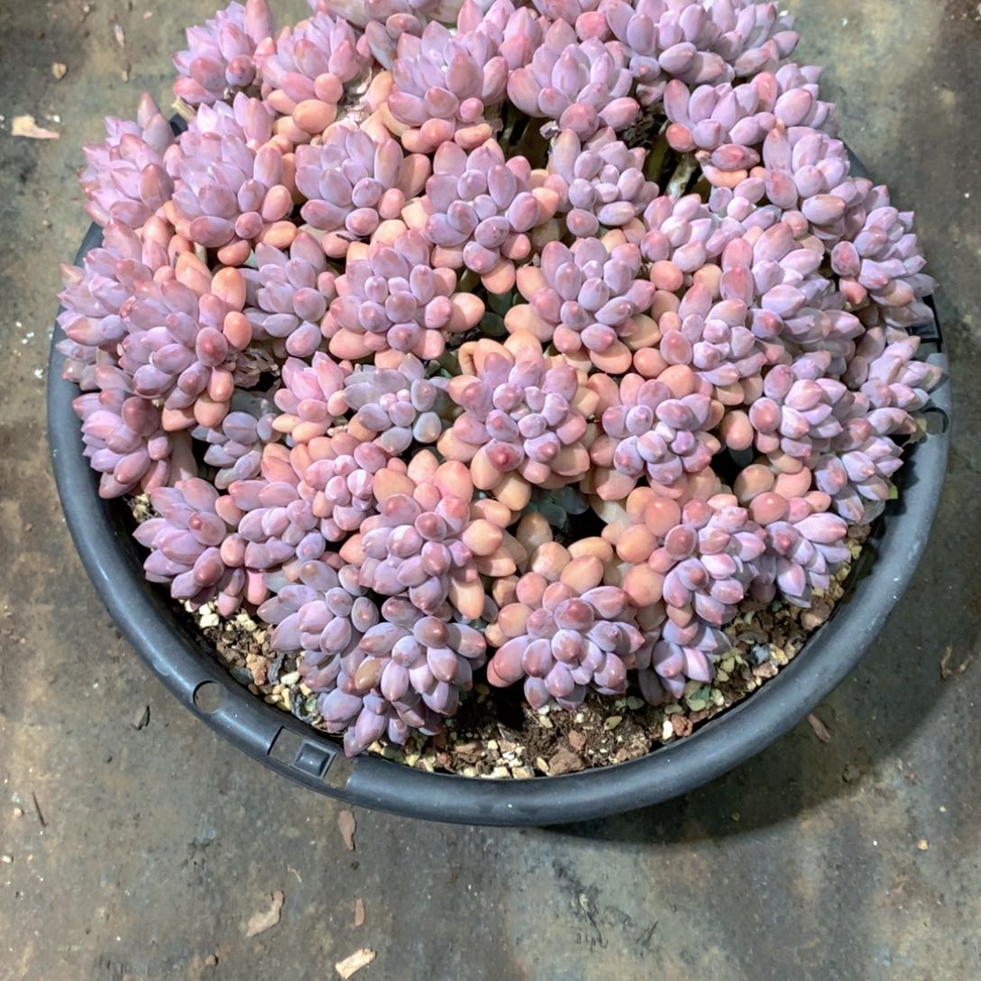 ****精樱桃美人多肉植物老