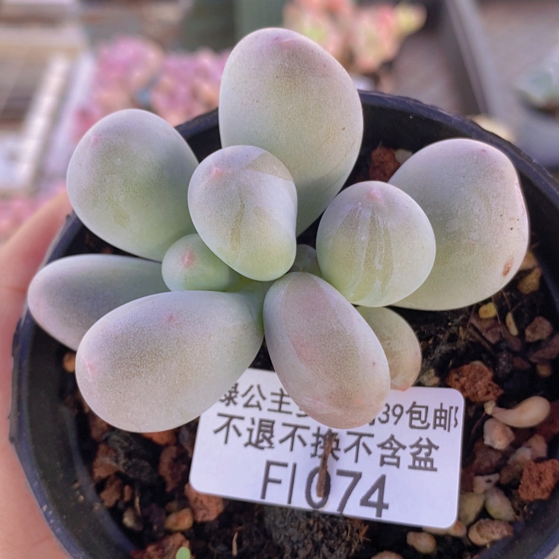 米可5cm1074多肉植物
