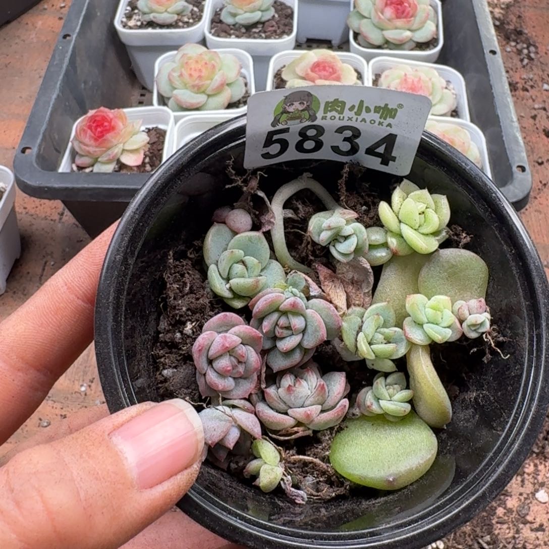 多肉植物多肉植物