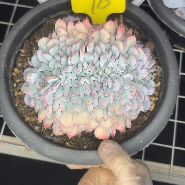 2单包邮，一物一拍78玛瑙修过