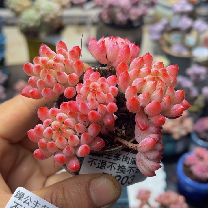 203 烟花7 厘米多肉