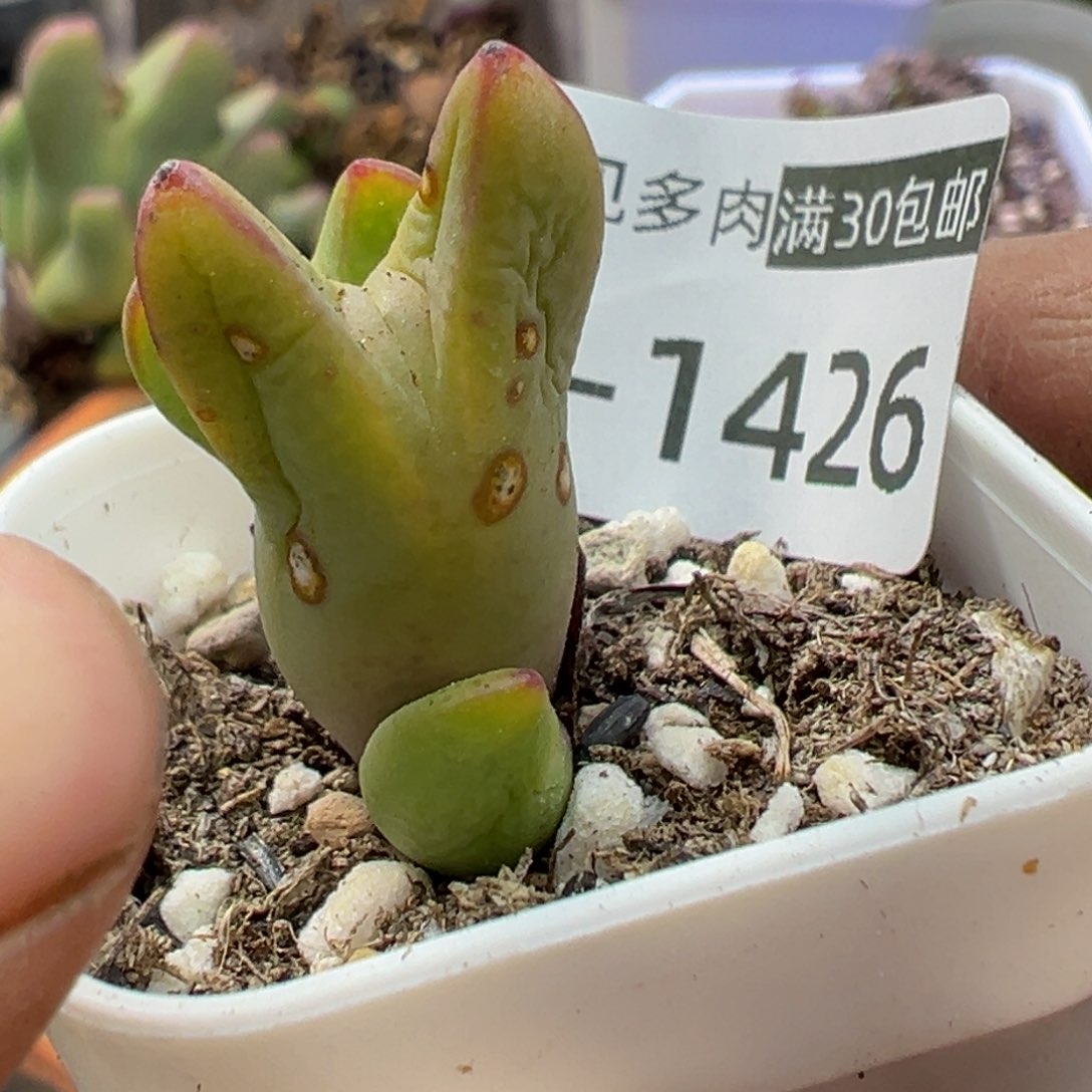 多肉植物111111111111111