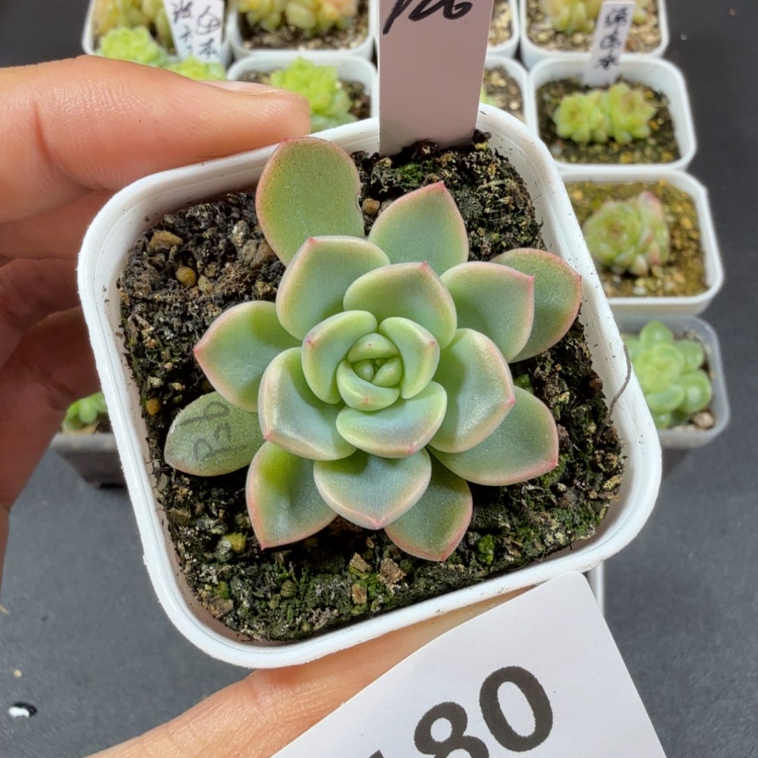甜心p26一物一拍180