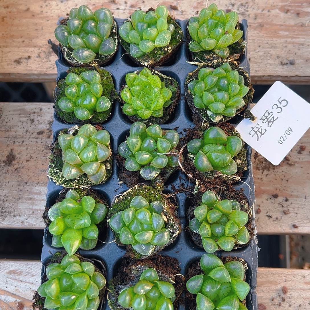 直播福利一物一拍35