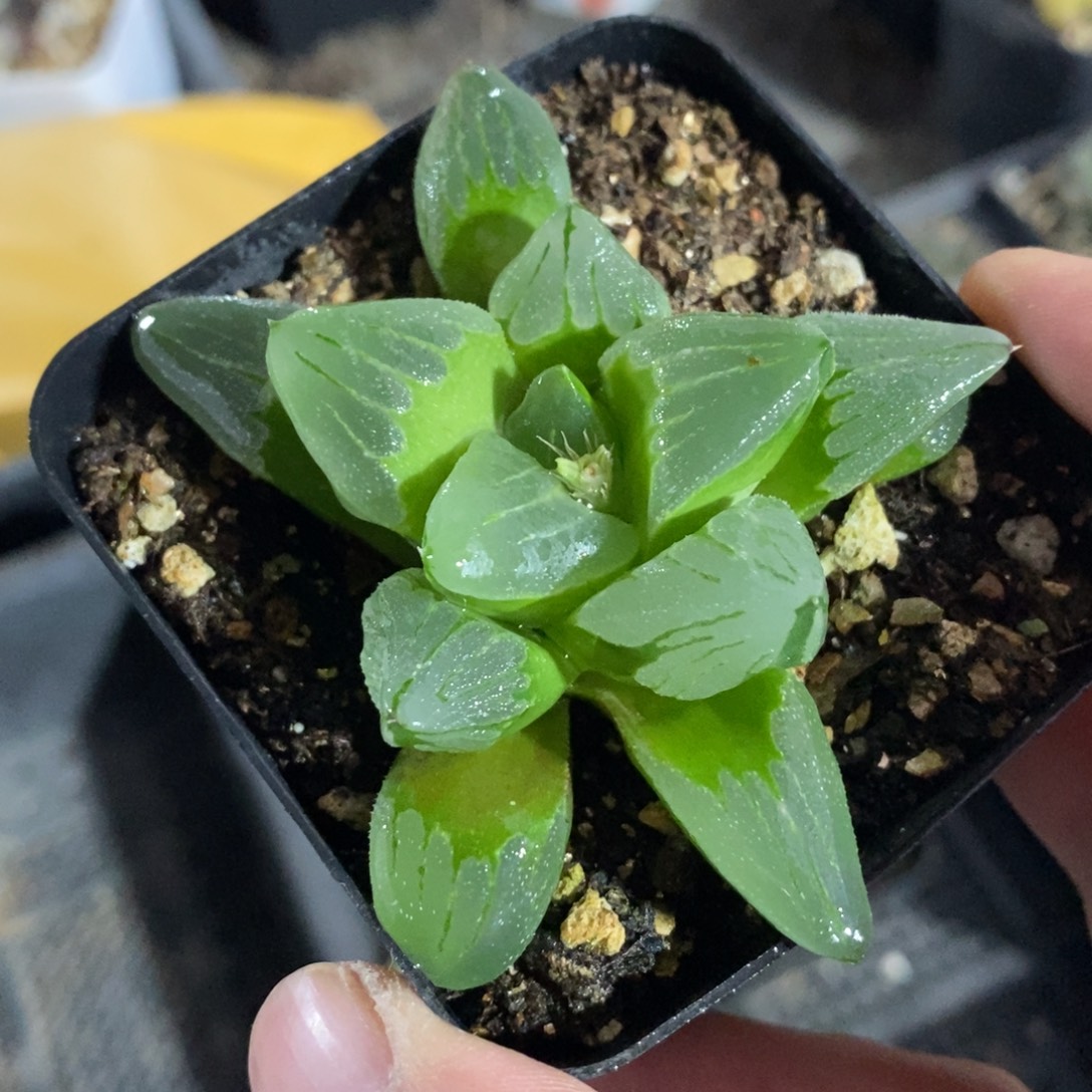 十二卷冰城一颗 双12福利