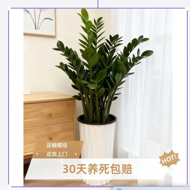 【基地直发】1.2-1.4米巨型金钱树客厅办公室净化空气四季常青绿植