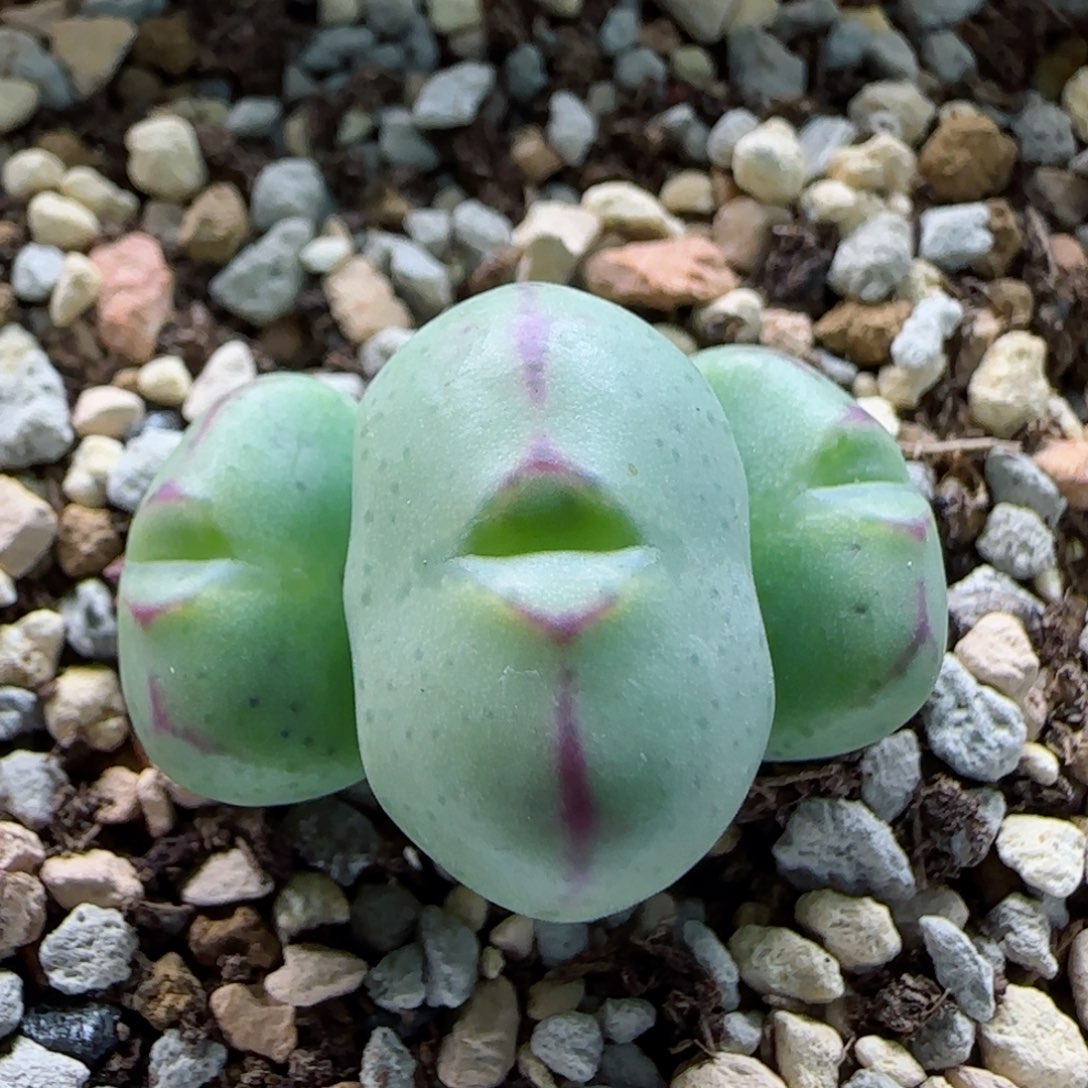 1-14-2-6当天满58包邮清货雷神杂多肉脱土