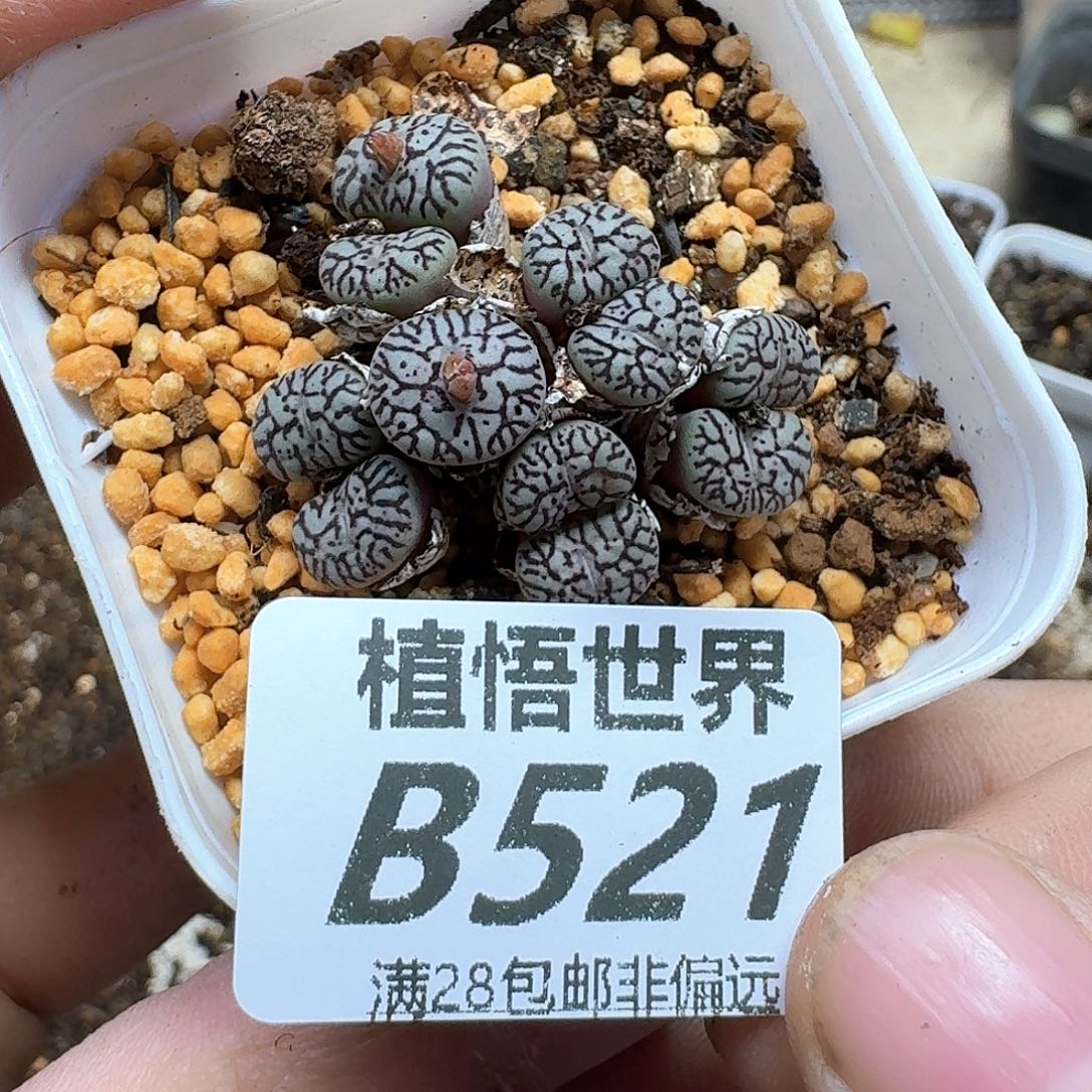 多肉植物的润泽fgh