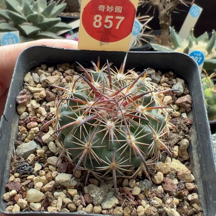 实生豪刺琥爪玉3.8cm