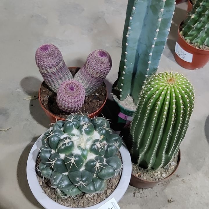 组合115000000000000