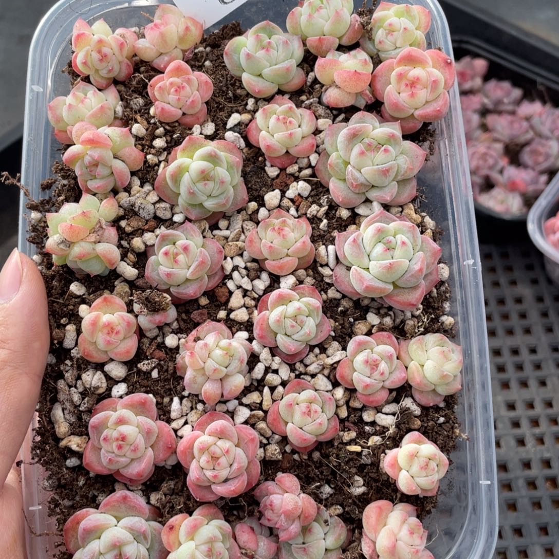 云糖心多肉植物617