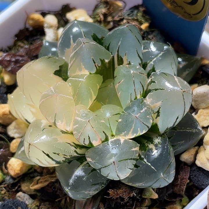 649正版水晶玉露锦福利