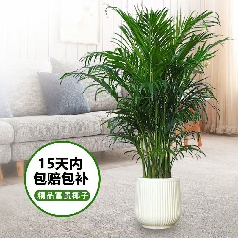 富贵椰子1.8米-2.2米客厅办公室净化空气绿植四季常青好养活乔迁