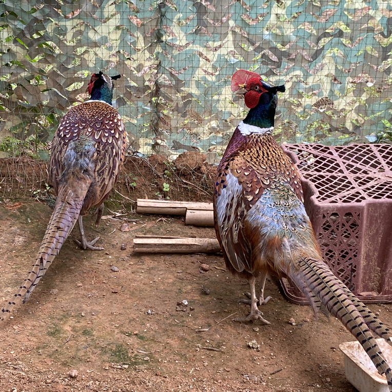 （Se）七彩宠物鸡活体包邮