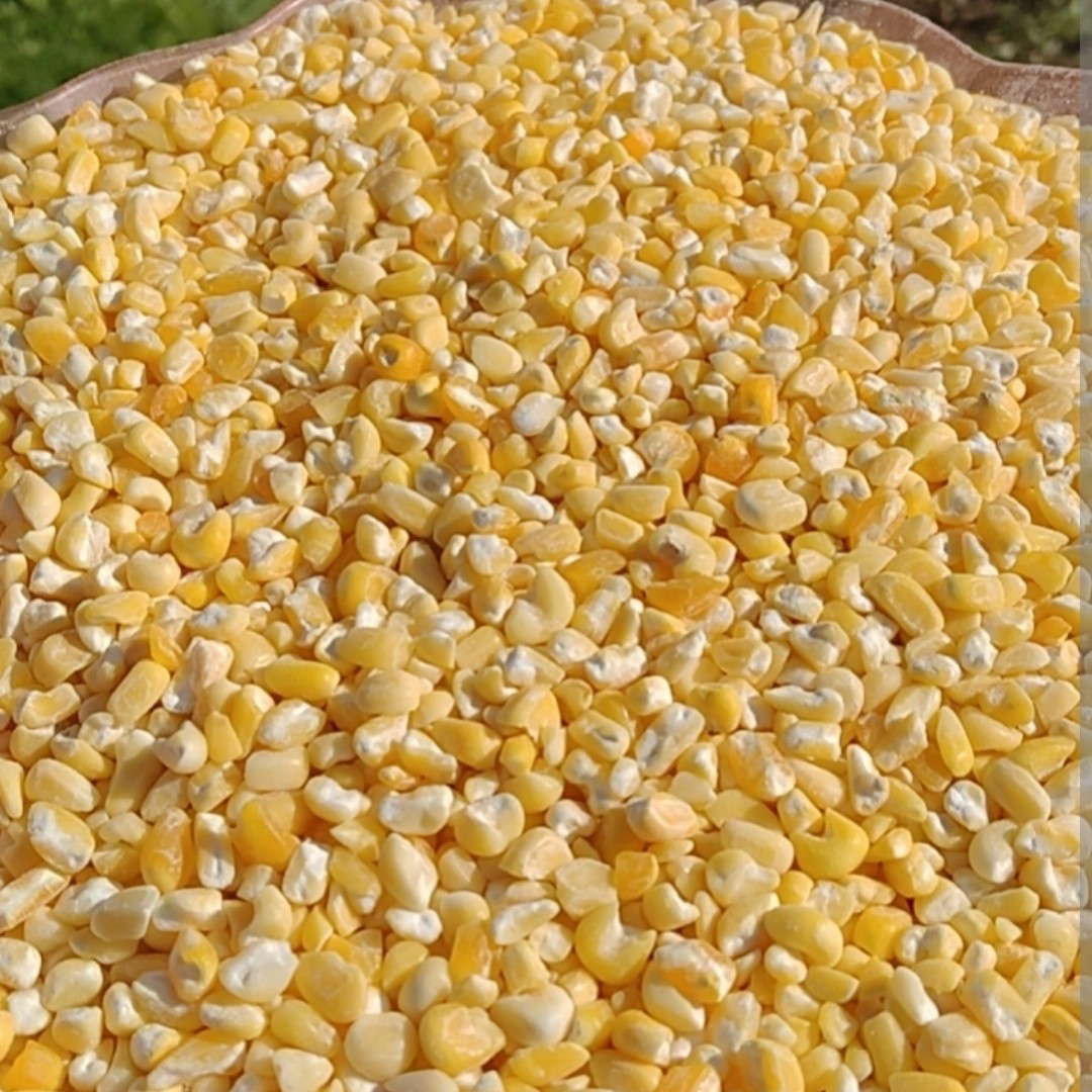 东北小粘玉米碴子