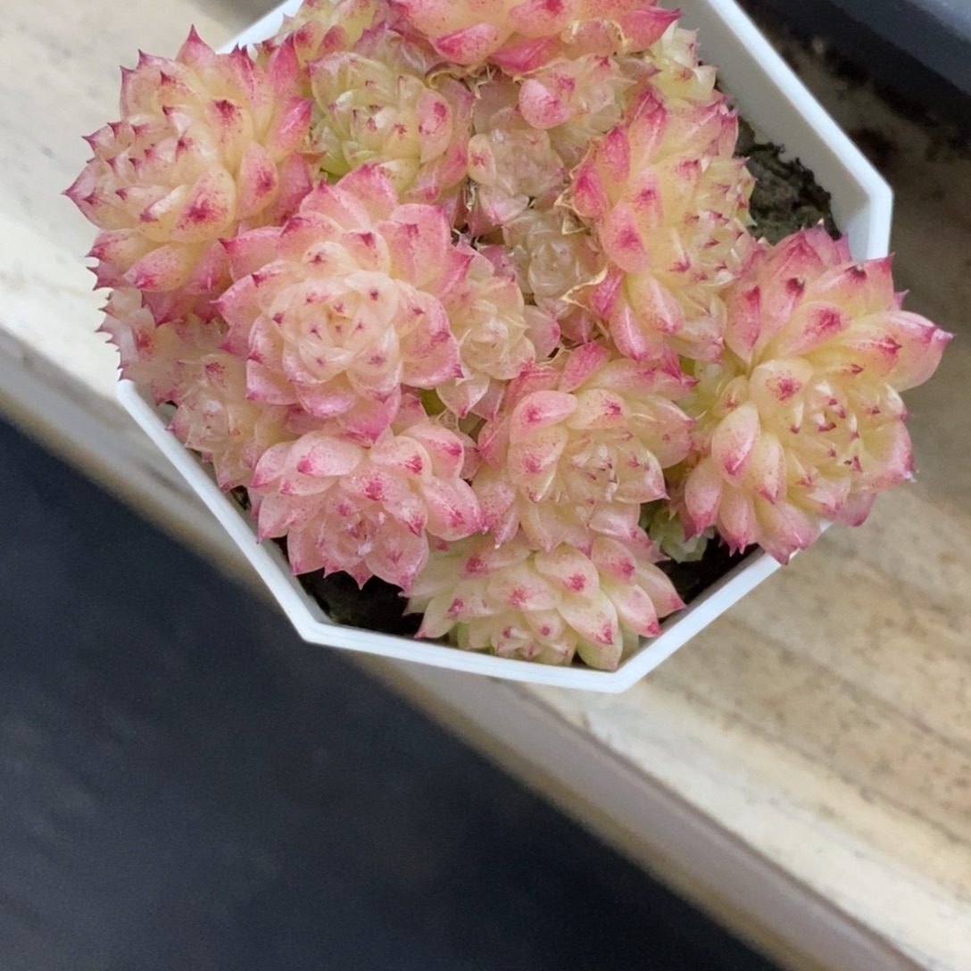 精品多肉一物一拍不包整400