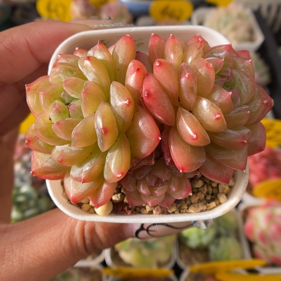 绿芙蓉群生可拍920号