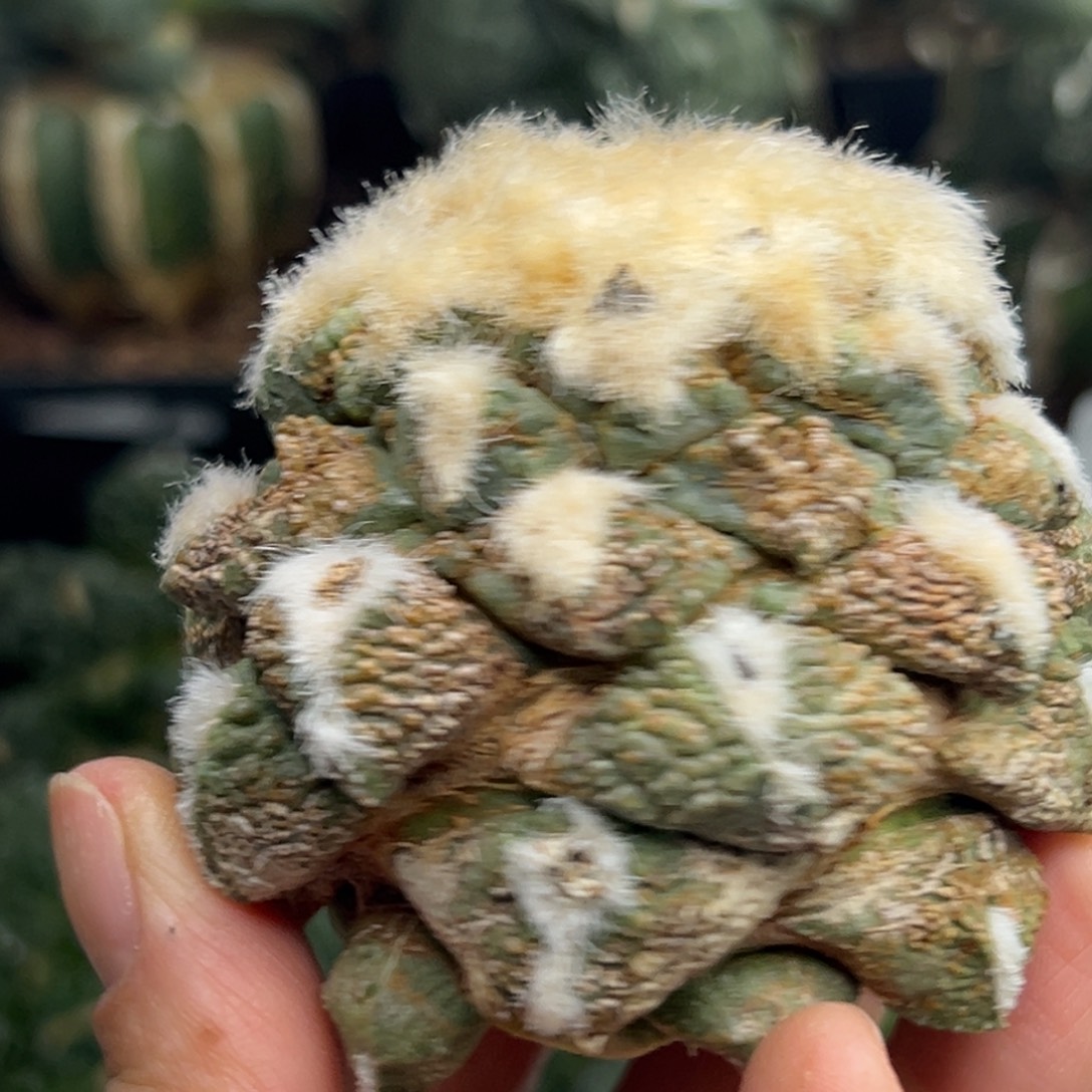 90  晾一个月上盆p