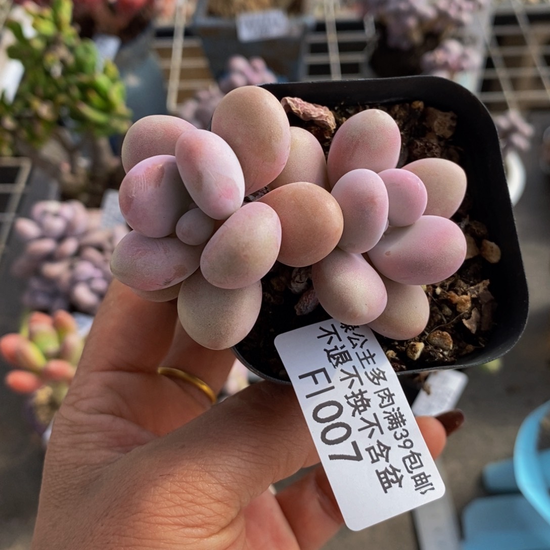 糖果桃蛋007/6c m