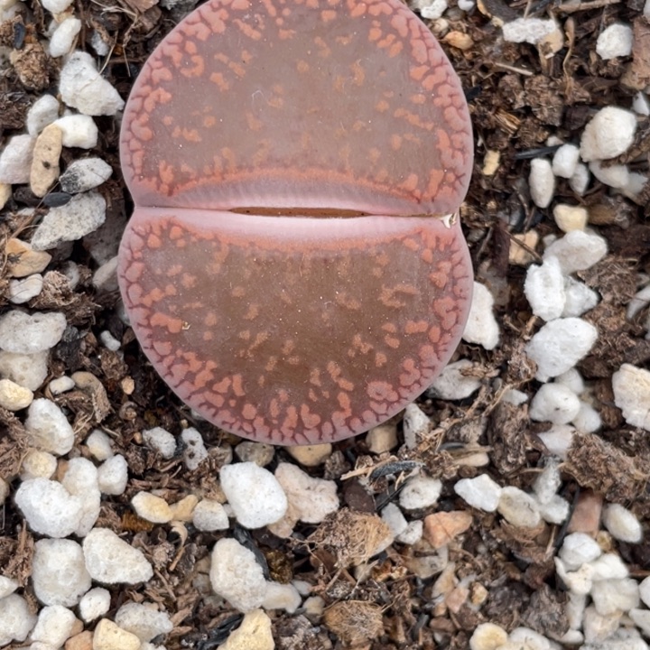 非偏远满20包邮662