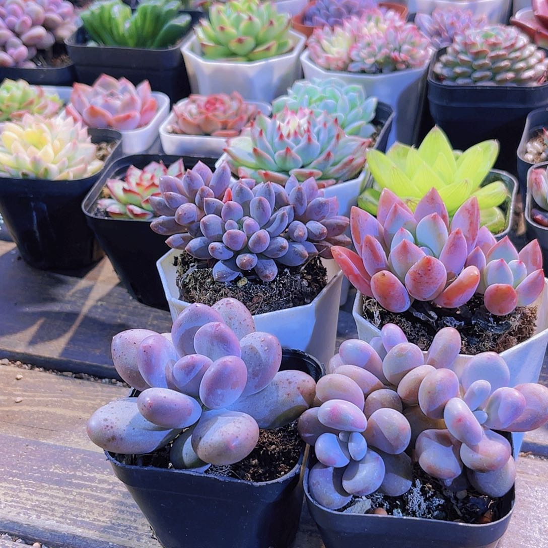 蓝舍。桃美人。桃蛋。奥普