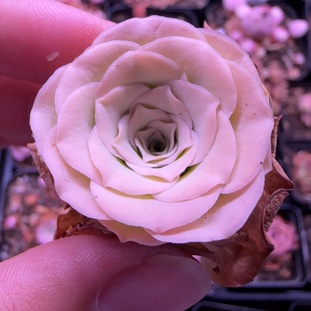 半城玫瑰不知名福利893