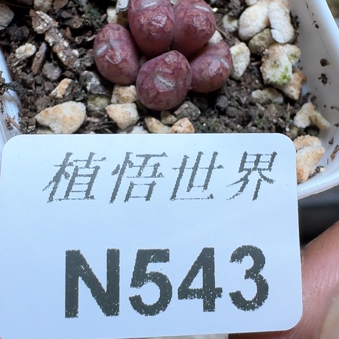 543号多肉植物哇d f