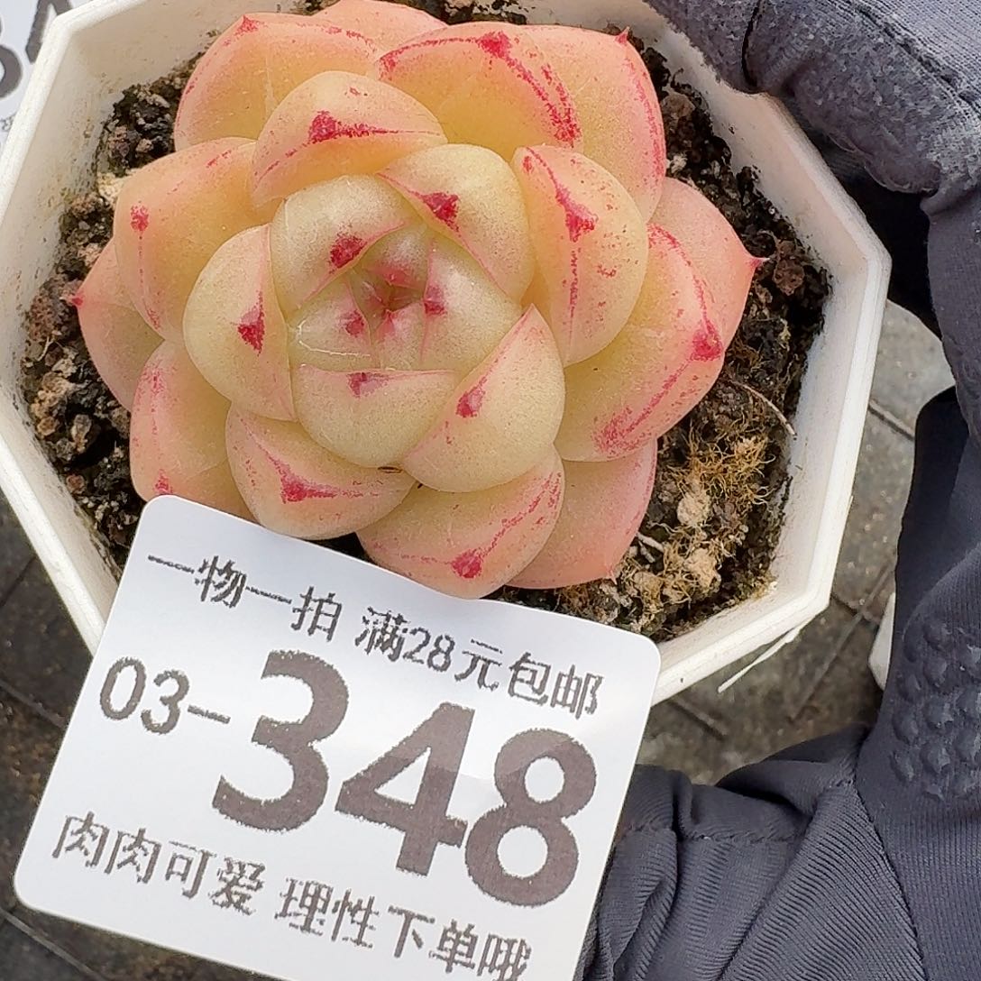 M100无盆土发货无