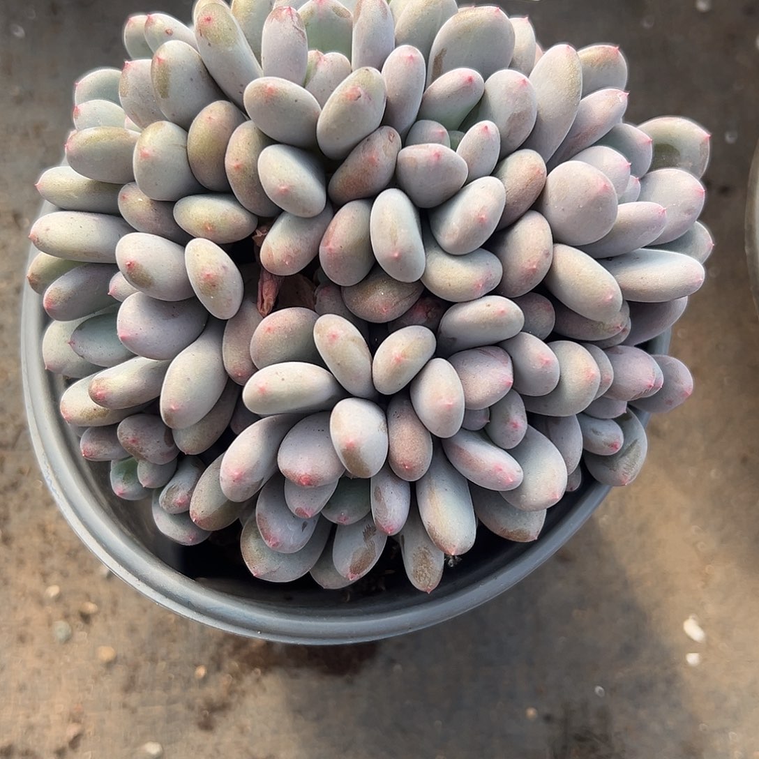 12025095 香香雪美人9头