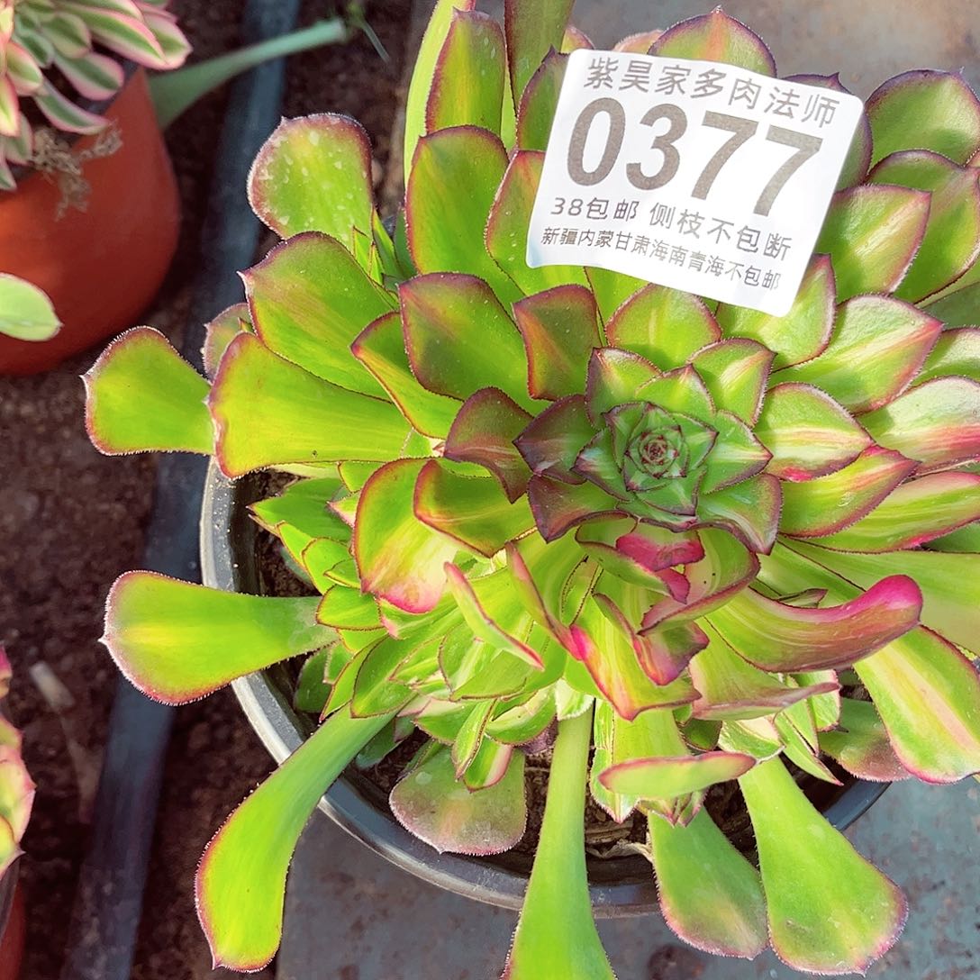 向*葵2棚法师00000377