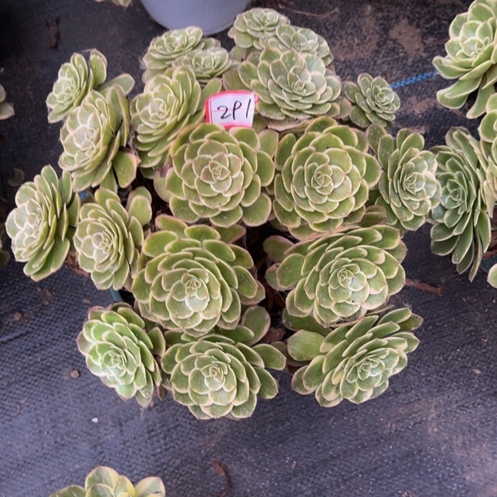 291花妖多肉植物法师