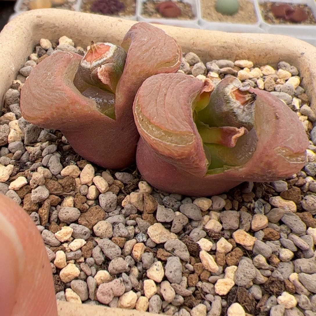 077号 日本原珠 多肉植物