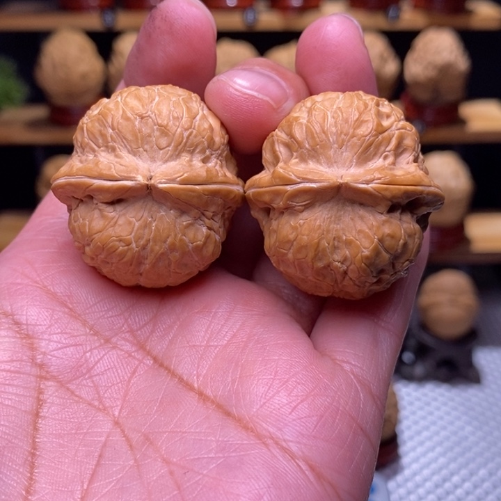 木质类云铁金龟子146号