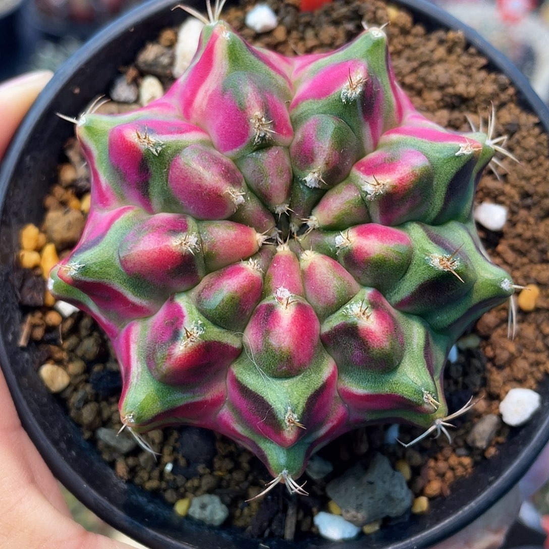 哈***店1-63米哈锦6.3厘米