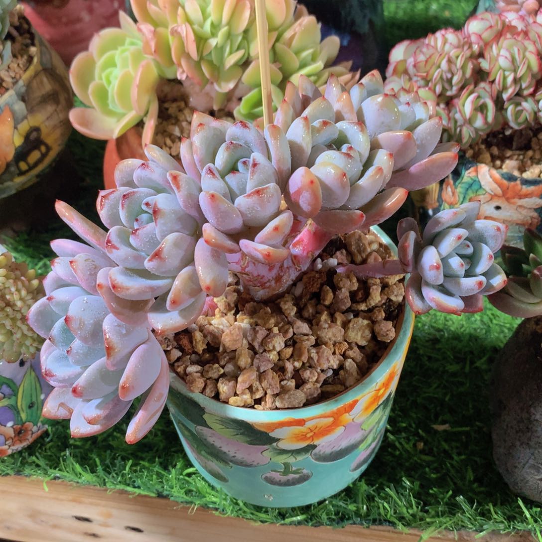 星星雪朵朵缀15 公分一物一拍