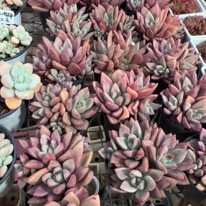 新疆包邮 桃花源