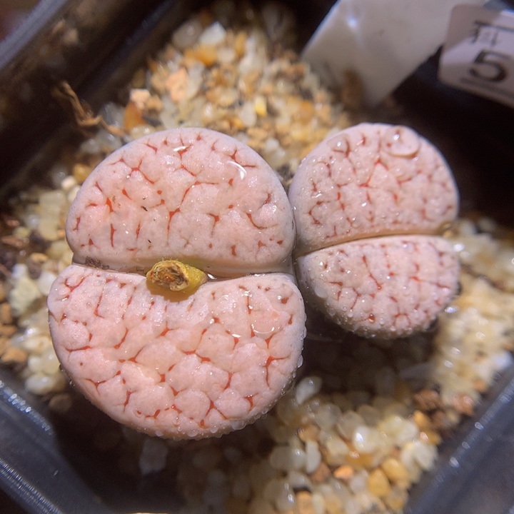 精品生石花115.516