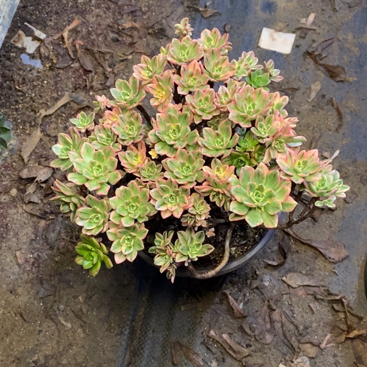 宝***9甜茶多肉断头不包2268