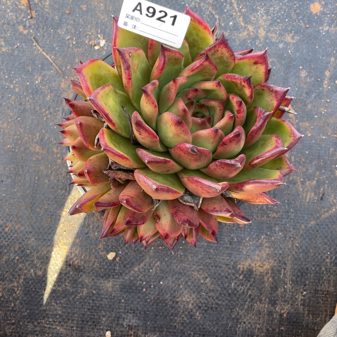 若如东云多肉单拍A921