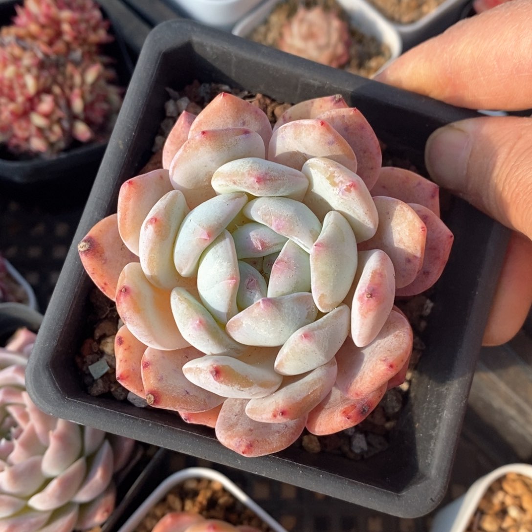 精品多肉一物一拍不包整175