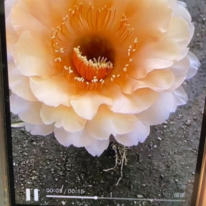 香香金刚2545侧芽2.5公分左右