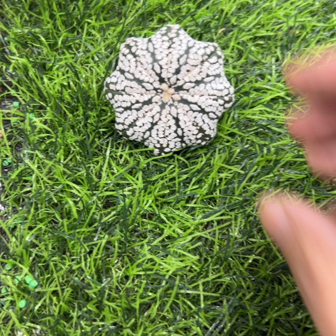 河****S371号兜仙人球多肉