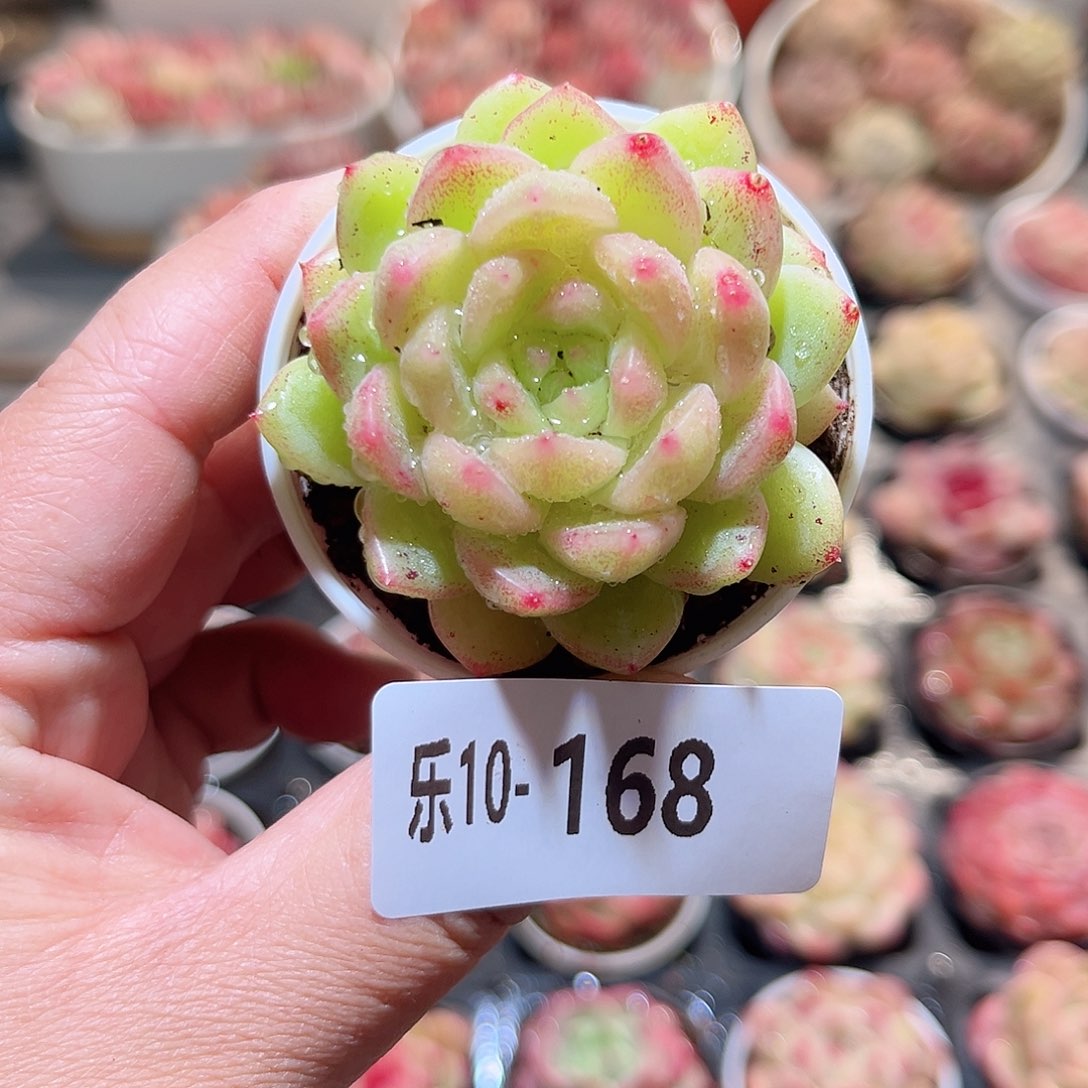 乐10-168 新品单头 