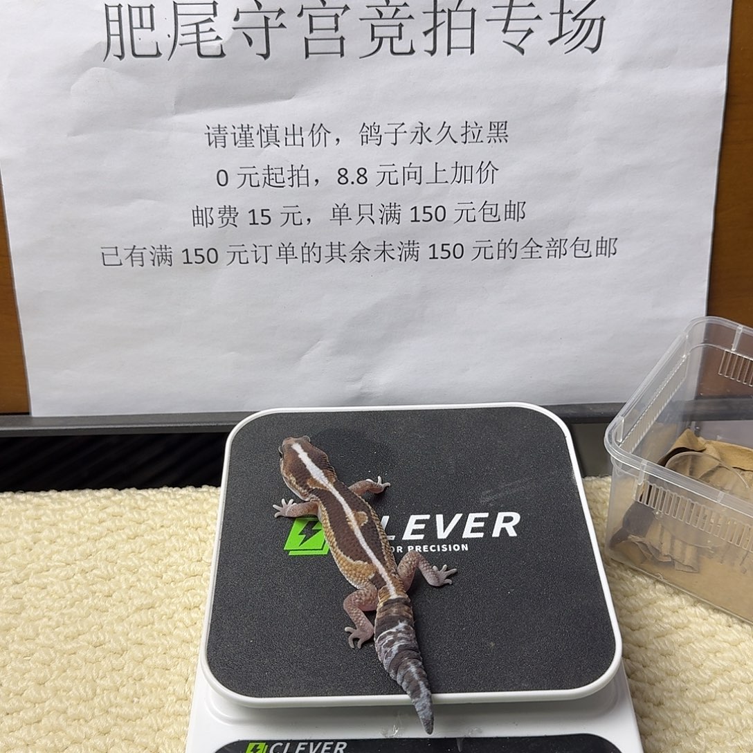 肥尾守宫直线祖鲁 妹妹