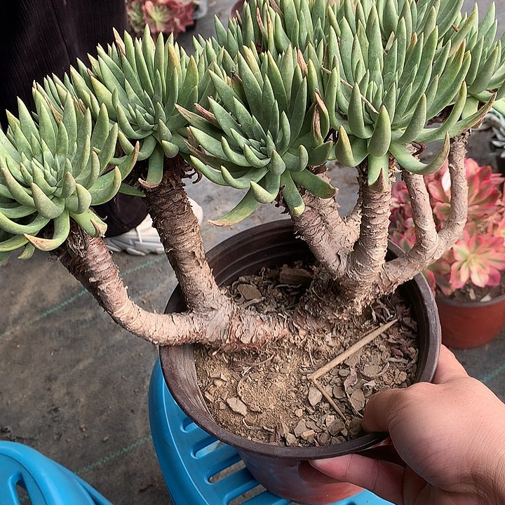 593维辛斯多肉植物