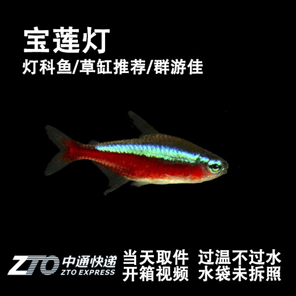【宝莲灯鱼观赏鱼】宝莲灯鱼等小型观赏鱼热带观赏灯科鱼淡水群游鱼