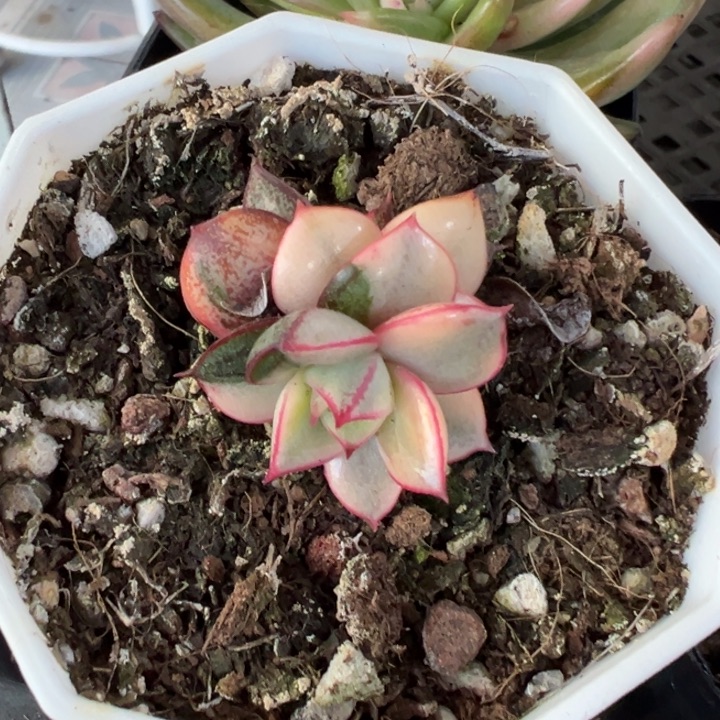 麒麟座锦多肉植物332