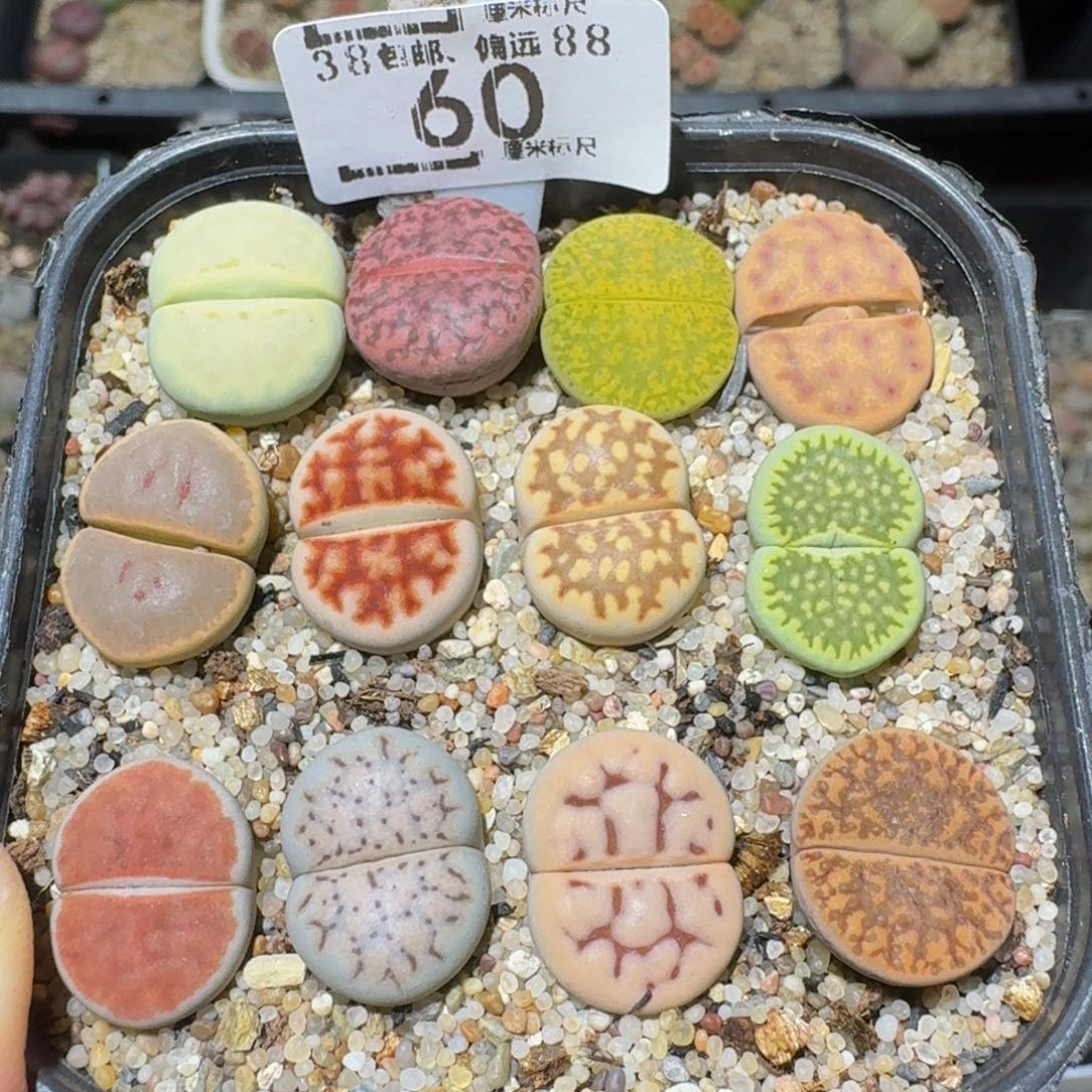 Ssss精品生石花60