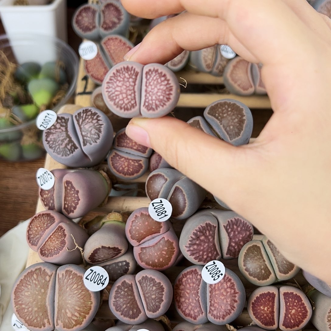 Z****烯瑕疵福利品红窗菊！！！！