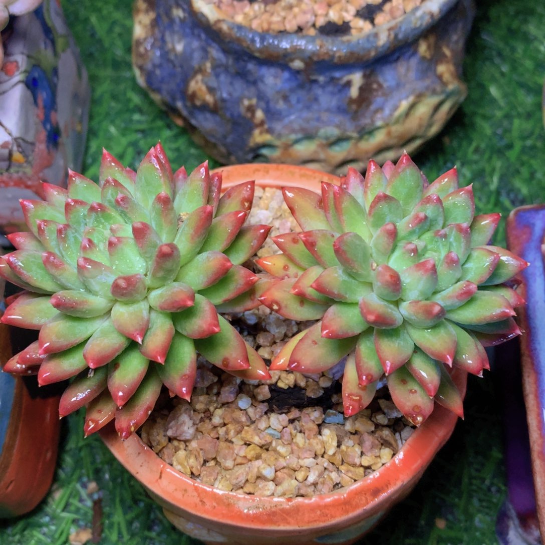 绿松石10 公分一物一拍